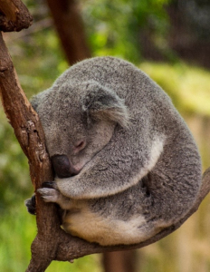 Over 60,000 Koalas were killed in the 2019-2020 bushfires. Koalas have been declared endangered as of 2022