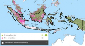 Indonesia | Primary forests and tree cover loss